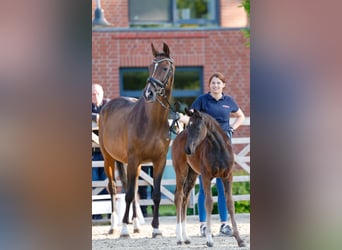 Poney de selle allemand, Jument, , Bai brun