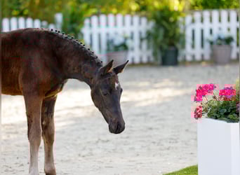 Poney de selle allemand, Jument, , Bai brun