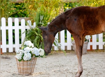 Poney de selle allemand, Jument, , Bai brun