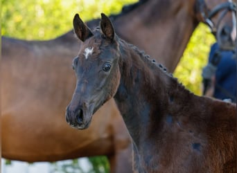 Poney de selle allemand, Jument, , Bai brun