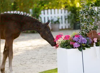 Poney de selle allemand, Jument, , Bai brun