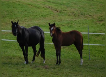 Poney de selle allemand, Jument, Poulain (03/2023), Bai