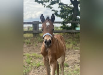 Poney de selle allemand, Jument, Poulain (06/2025), Bai