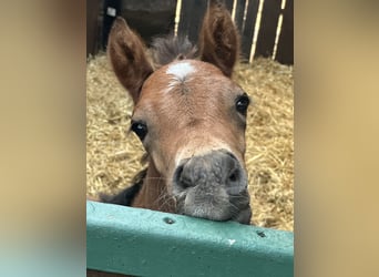 Poney de selle allemand, Jument, Poulain (06/2025), Bai