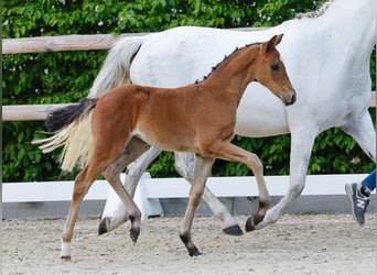 Poney de selle allemand, Jument, , Bai