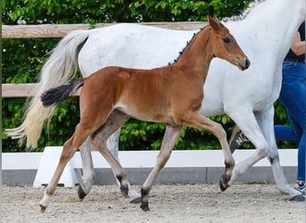 Poney de selle allemand, Jument, , Bai