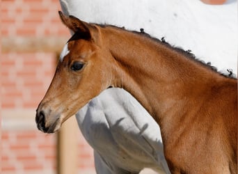 Poney de selle allemand, Jument, , Bai
