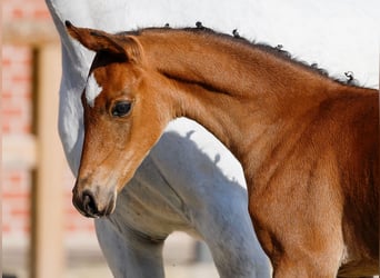 Poney de selle allemand, Jument, , Bai