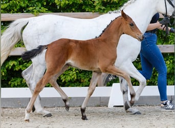 Poney de selle allemand, Jument, , Bai