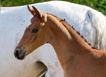 Poney de selle allemand, Jument, , Bai