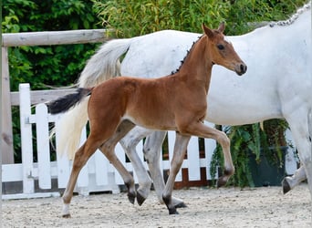 Poney de selle allemand, Jument, , Bai