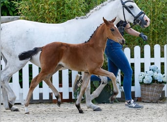 Poney de selle allemand, Jument, , Bai