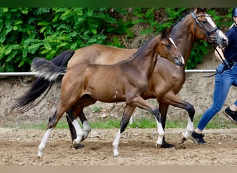 Poney de selle allemand, Jument, Poulain (05/2026), Bai