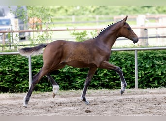 Poney de selle allemand, Jument, Poulain (03/2026), Bai