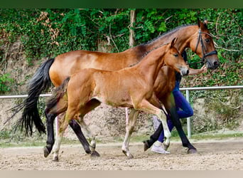 Poney de selle allemand, Jument, Poulain (04/2025), Bai