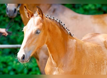 Poney de selle allemand, Jument, Poulain (04/2025), Bai