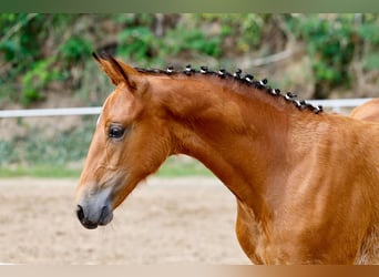 Poney de selle allemand, Jument, Poulain (04/2025), Bai