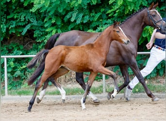 Poney de selle allemand, Jument, Poulain (05/2024), Bai