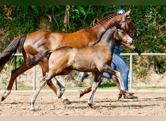 Poney de selle allemand, Jument, Poulain (05/2025), Bai