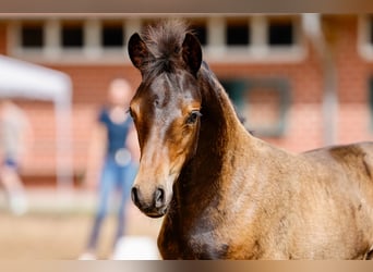 Poney de selle allemand, Jument, Poulain (05/2025), Bai