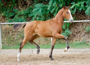 Poney de selle allemand, Jument, Poulain (06/2024), Bai