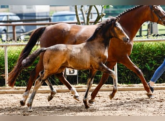 Poney de selle allemand, Jument, Poulain (05/2025), Bai