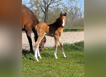 Poney de selle allemand, Jument, Poulain (03/2026), Bai