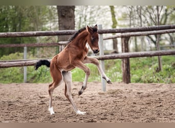 Poney de selle allemand, Jument, Poulain (04/2024), Bai