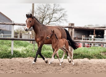 Poney de selle allemand, Jument, Poulain (04/2024), Bai