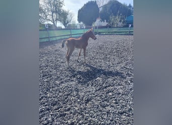 Poney de selle allemand, Jument, Poulain (04/2026), Bai