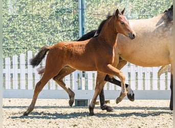 Poney de selle allemand, Jument, Poulain (04/2026), Bai