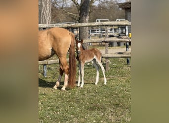 Poney de selle allemand, Jument, , Bai