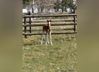 Poney de selle allemand, Jument, , Bai