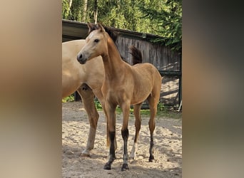 Poney de selle allemand, Jument, Poulain (03/2024), Buckskin