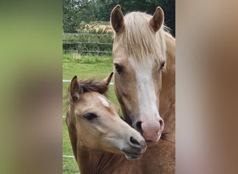 Poney de selle allemand, Jument, Poulain (03/2024), Buckskin