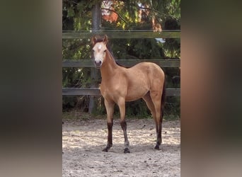 Poney de selle allemand, Jument, Poulain (03/2024), Buckskin