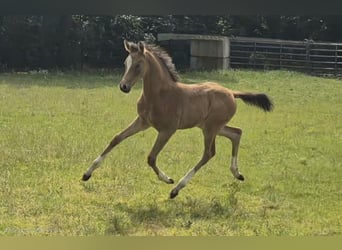 Poney de selle allemand, Jument, Poulain (05/2026), Buckskin