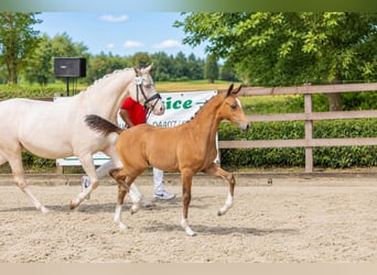 Poney de selle allemand, Jument, Poulain (05/2026), Buckskin