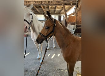 Poney de selle allemand, Jument, Poulain (05/2026), Buckskin