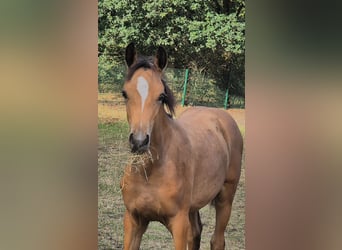 Poney de selle allemand, Jument, Poulain (05/2026), Buckskin