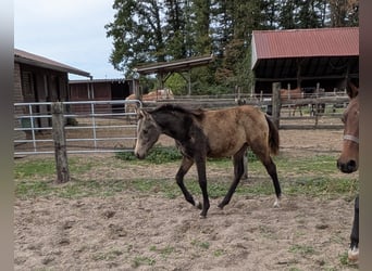 Poney de selle allemand, Jument, Poulain (04/2026), Buckskin
