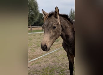 Poney de selle allemand, Jument, Poulain (04/2026), Buckskin