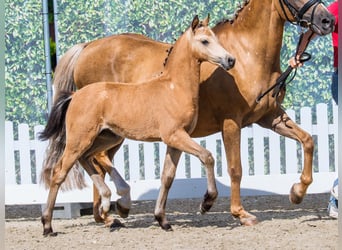 Poney de selle allemand, Jument, Poulain (05/2026), Buckskin