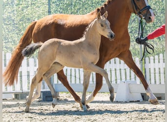 Poney de selle allemand, Jument, Poulain (03/2026), Buckskin