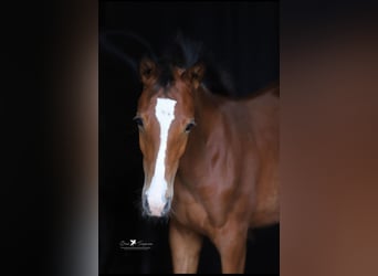 Poney de selle allemand, Jument, Poulain (04/2025)