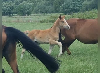 Poney de selle allemand, Jument, 
