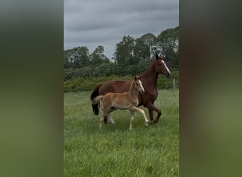 Poney de selle allemand, Jument, 