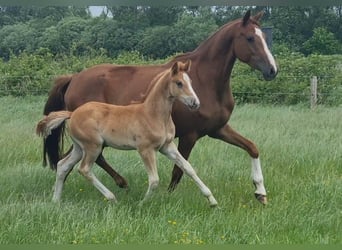 Poney de selle allemand, Jument, 