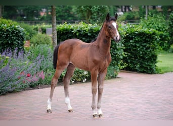 Poney de selle allemand, Jument, Poulain (03/2024)