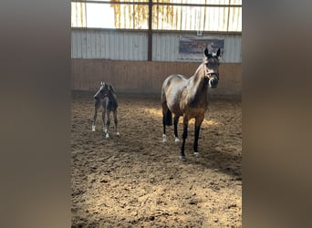 Poney de selle allemand, Jument, Poulain (03/2026)